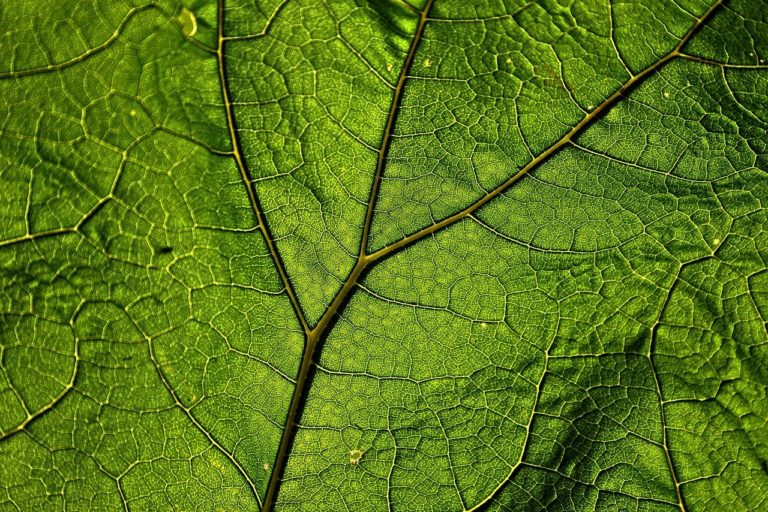 butterbur, leaf, plant